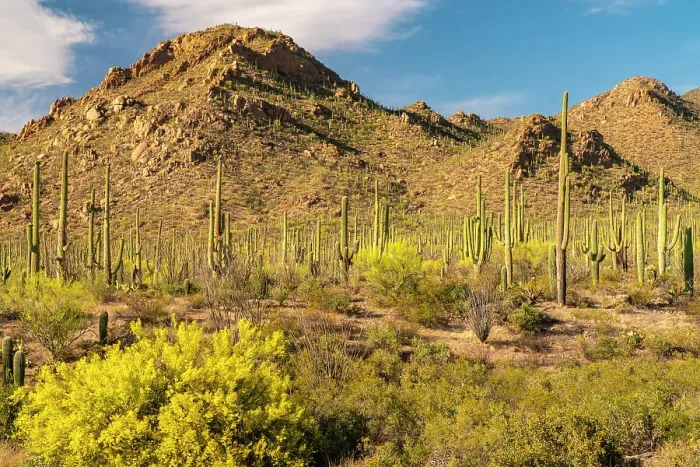 Framed Print : USA, Arizona, Saguaro National Park. Blooming palo verde trees and saguaro cactus forest. ©Cathy & Gordon Illg  /  Jaynes Gallery  /  DanitaDelimont.com