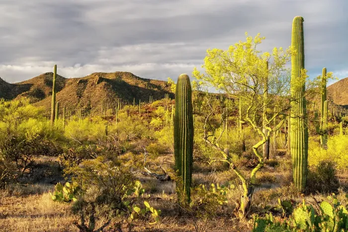 Framed Print : USA, Arizona, Saguaro National Park. Blooming palo verde trees and saguaro cacti. ©Cathy & Gordon Illg  /  Jaynes Gallery  /  DanitaDelimont.com