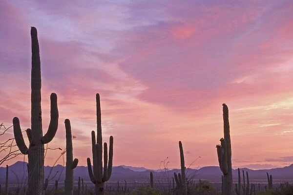 USA, Arizona, Saguaro National Park. Saguaro cacti and mountains silhouetted at sunset