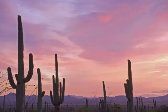 Framed Print : USA, Arizona, Saguaro National Park. Saguaro cacti and mountains silhouetted at sunset