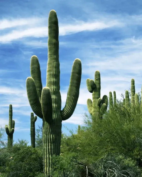 Framed Print : USA, Arizona, Saguaro National Park, Saguaro cacti Framed Print : USA, Arizona, Saguaro National Park, Saguaro cacti