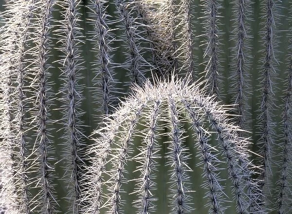 USA, Arizona, Saguaro NP. Some barrel cacti, such as these in Saguaro National Park in Arizona
