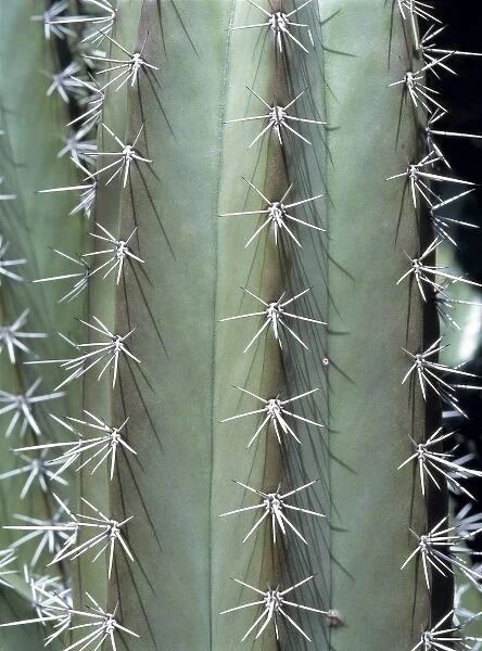 USA, Arizona, Saguaro NP. The skin of the saguaro cactus has water-storing tissues