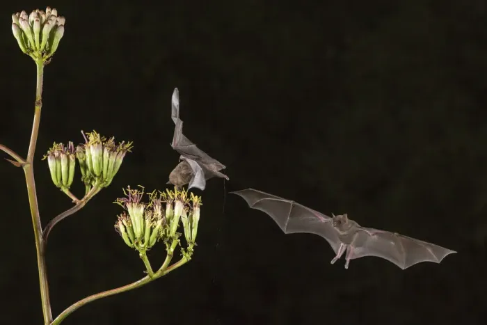 Framed Print : USA, Arizona, Santa Cruz County. Bats feed on yucca nectar Framed Print : USA, Arizona, Santa Cruz County. Bats feed on yucca nectar