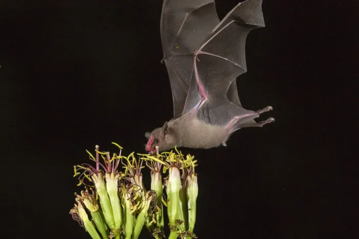 Framed Print : USA, Arizona, Santa Cruz County. Bat feeds on yucca nectar Framed Print : USA, Arizona, Santa Cruz County. Bat feeds on yucca nectar
