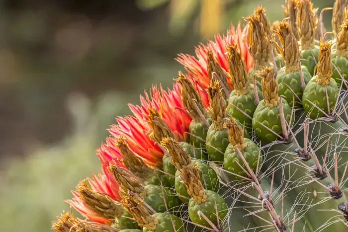 Framed Print : USA, Arizona, Santa Cruz County. Barrel cactus blossoms close-up Framed Print : USA, Arizona, Santa Cruz County. Barrel cactus blossoms close-up