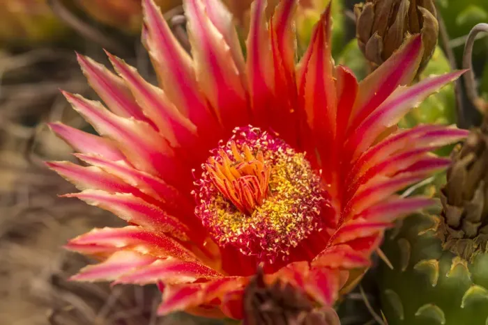 Framed Print : USA, Arizona, Santa Cruz County. Barrel cactus blossom and close-up