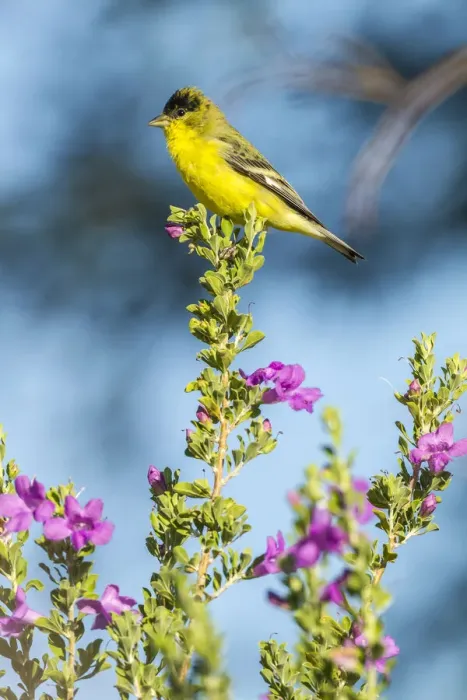 Framed Print : USA, Arizona, Santa Cruz County. Lesser goldfinch on flower Framed Print : USA, Arizona, Santa Cruz County. Lesser goldfinch on flower
