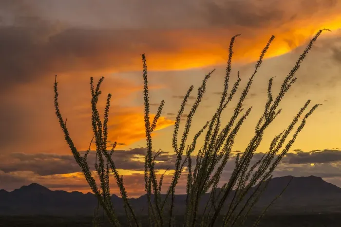 Framed Print : USA, Arizona, Santa Cruz County. Santa Rita Mountains and ocotillo cactus at sunset Framed Print : USA, Arizona, Santa Cruz County. Santa Rita Mountains and ocotillo cactus at sunset