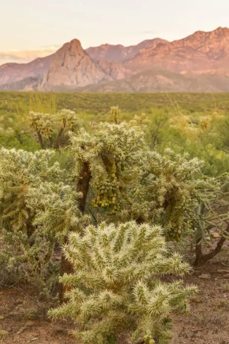Framed Print : USA, Arizona, Santa Cruz County. Santa Rita Mountains and cholla cactus at sunset Framed Print : USA, Arizona, Santa Cruz County. Santa Rita Mountains and cholla cactus at sunset