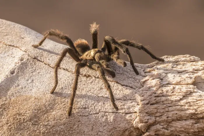 Framed Print : USA, Arizona, Santa Cruz County. Close-up of tarantula. Credit as Framed Print : USA, Arizona, Santa Cruz County. Close-up of tarantula. Credit as