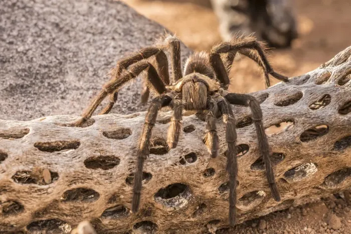 Framed Print : USA, Arizona, Santa Cruz County. Close-up of tarantula. Credit as Framed Print : USA, Arizona, Santa Cruz County. Close-up of tarantula. Credit as