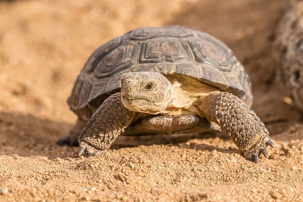 USA, Arizona, Santa Cruz County. Young desert tortoise captive