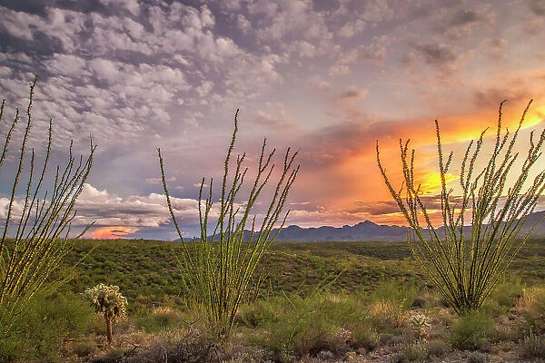 USA, Arizona, Santa Cruz County. Sunset on desert