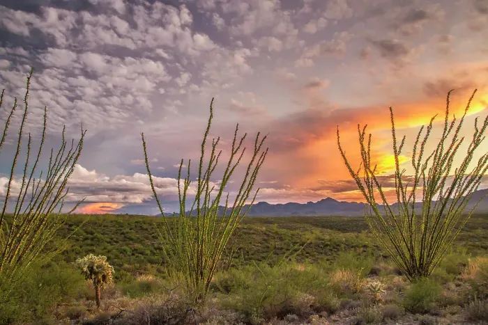 Framed Print : USA, Arizona, Santa Cruz County. Sunset on desert Framed Print : USA, Arizona, Santa Cruz County. Sunset on desert
