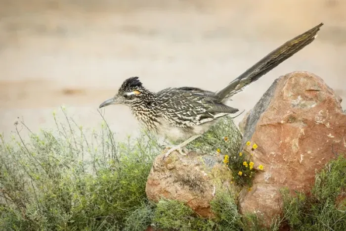 Framed Print : USA, Arizona, Santa Rita Mountains. A greater roadrunner on rock