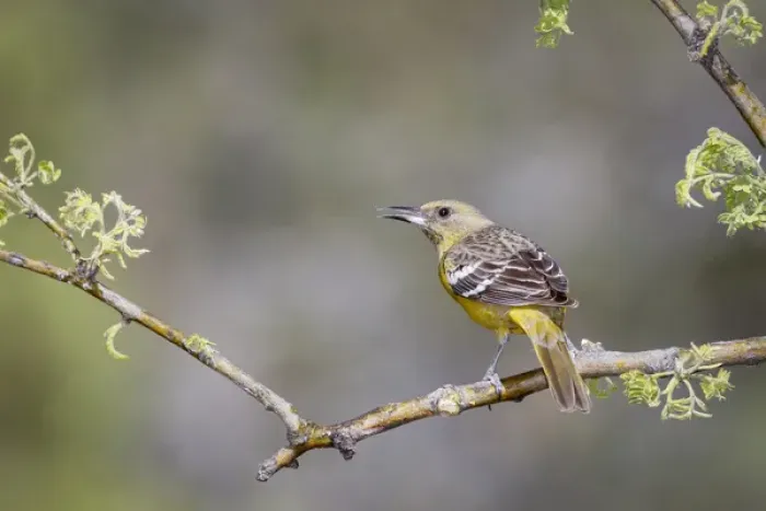 Framed Print : USA, Arizona, Santa Rita Mountains. Female Scotts oriole on branch. Credit as Framed Print : USA, Arizona, Santa Rita Mountains. Female Scotts oriole on branch. Credit as