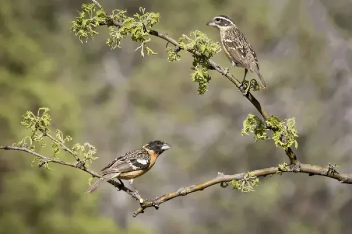 Framed Print : USA, Arizona, Santa Rita Mountains. Male and female black-headed grosbeaks on branches Framed Print : USA, Arizona, Santa Rita Mountains. Male and female black-headed grosbeaks on branches