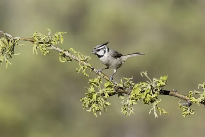 Framed Print : USA, Arizona, Santa Rita Mountains. Bridled titmouse on tree branch Framed Print : USA, Arizona, Santa Rita Mountains. Bridled titmouse on tree branch