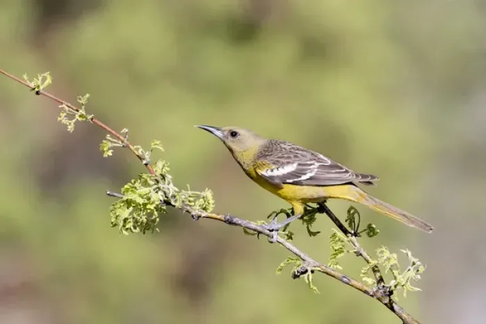 Framed Print : USA, Arizona, Santa Rita Mountains. Female Scotts oriole on tree branch. Credit as Framed Print : USA, Arizona, Santa Rita Mountains. Female Scotts oriole on tree branch. Credit as