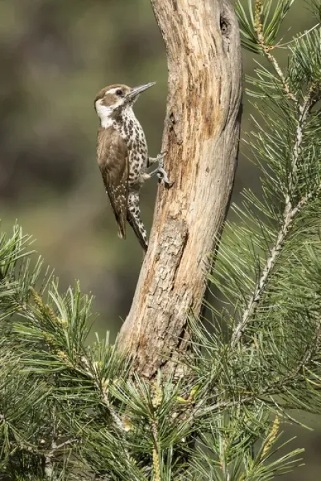 Framed Print : USA, Arizona, Santa Rita Mountains. Arizona woodpecker on tree trunk