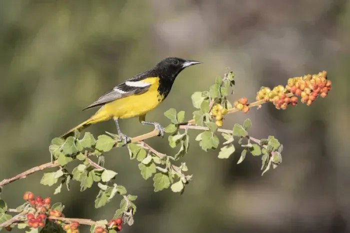 Framed Print : USA, Arizona, Santa Rita Mountains. Male Scotts oriole on skunkbush branch. Credit as Framed Print : USA, Arizona, Santa Rita Mountains. Male Scotts oriole on skunkbush branch. Credit as
