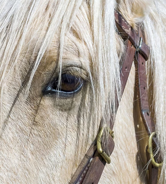 USA, Arizona, Scottsdale. Close-up of horses eye and bridle