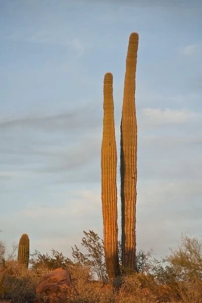 USA, Arizona, Sonoran Desert, Ajo, Ajo Mountain Range, sunset, saguaro cactus