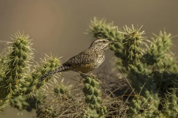Framed Print : USA, Arizona, Sonoran Desert. Cactus wren on cholla cactus Framed Print : USA, Arizona, Sonoran Desert. Cactus wren on cholla cactus