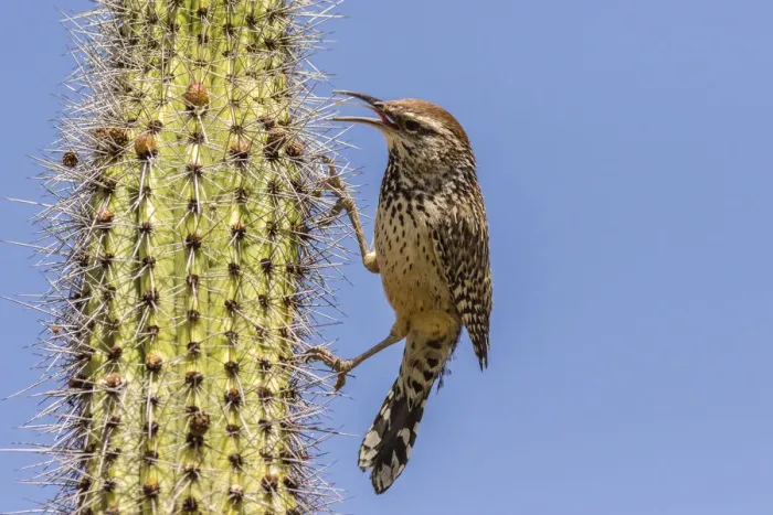 Framed Print : USA, Arizona, Sonoran Desert. Cactus wren perched on cactus thorns. Credit as: Cathy Framed Print : USA, Arizona, Sonoran Desert. Cactus wren perched on cactus thorns. Credit as: Cathy