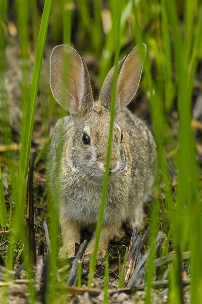 USA, Arizona, Sonoran Desert. Desert cottontail rabbit in grass