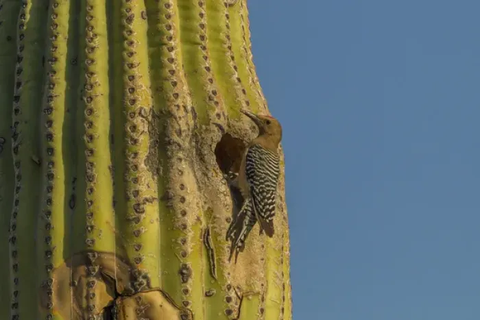 Framed Print : USA, Arizona, Sonoran Desert. Gila woodpecker at nest hole in saguaro cactus. Credit as Framed Print : USA, Arizona, Sonoran Desert. Gila woodpecker at nest hole in saguaro cactus. Credit as