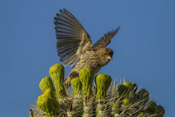 USA, Arizona, Sonoran Desert. House finch on saguaro buds