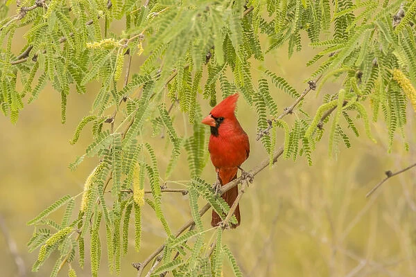 USA, Arizona, Sonoran Desert. Male cardinal in tree