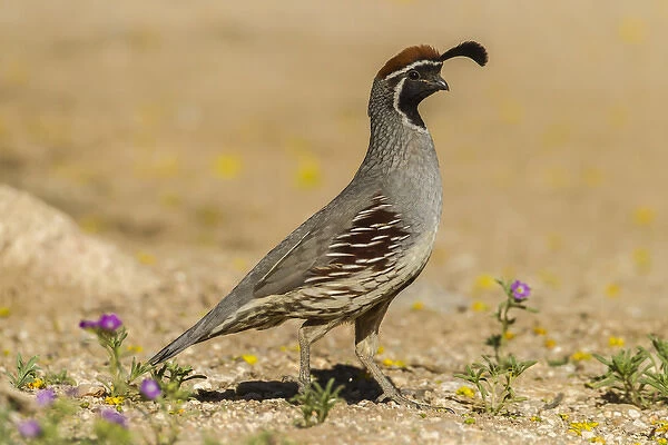 USA, Arizona, Sonoran Desert. Male Gambels quail
