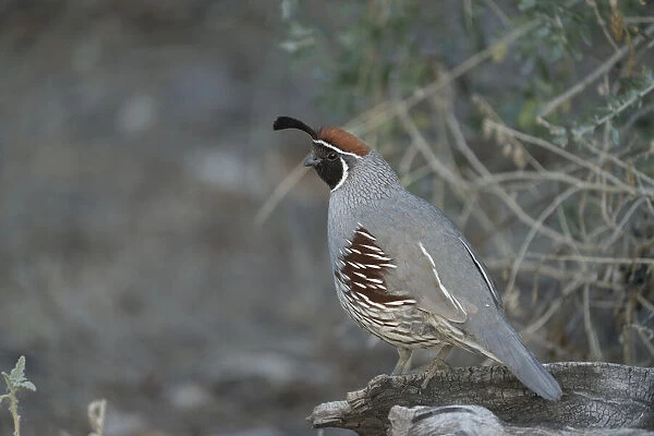 USA, Arizona, Sonoran Desert. Male Gambels quail close-up