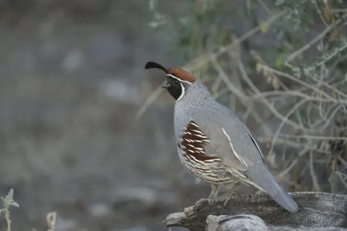 Framed Print : USA, Arizona, Sonoran Desert. Male Gambels quail close-up Framed Print : USA, Arizona, Sonoran Desert. Male Gambels quail close-up