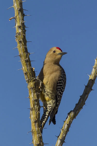 USA, Arizona, Sonoran Desert. Male Gila woodpecker on ocotillo