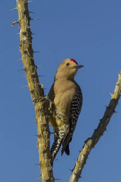 Framed Print : USA, Arizona, Sonoran Desert. Male Gila woodpecker on ocotillo