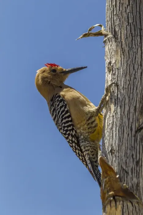 Framed Print : USA, Arizona, Sonoran Desert. Male Gila woodpecker on ocotillo