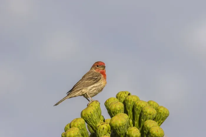 Framed Print : USA, Arizona, Sonoran Desert. Male house finch on saguaro cactus buds. Credit as Framed Print : USA, Arizona, Sonoran Desert. Male house finch on saguaro cactus buds. Credit as