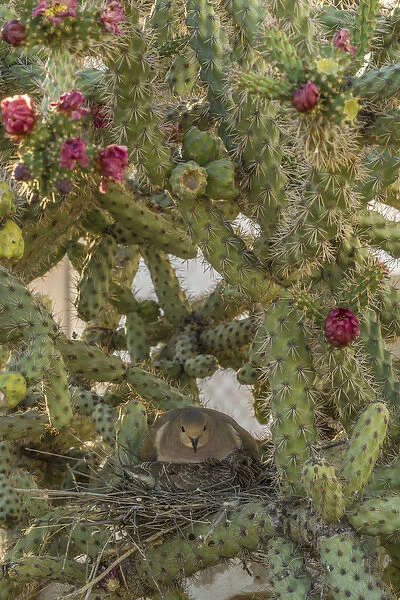USA, Arizona, Sonoran Desert. Mourning dove with chick on nest