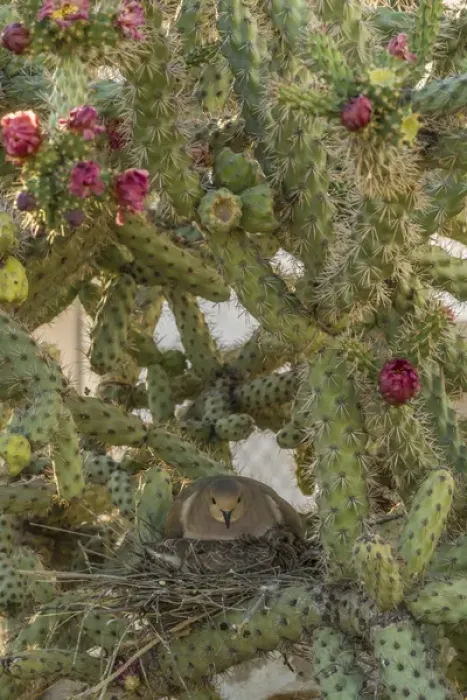 Framed Print : USA, Arizona, Sonoran Desert. Mourning dove with chick on nest Framed Print : USA, Arizona, Sonoran Desert. Mourning dove with chick on nest