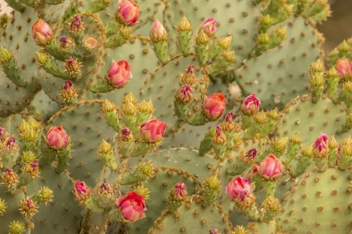 Framed Print : USA, Arizona, Sonoran Desert. Prickly pear cactus blossoms