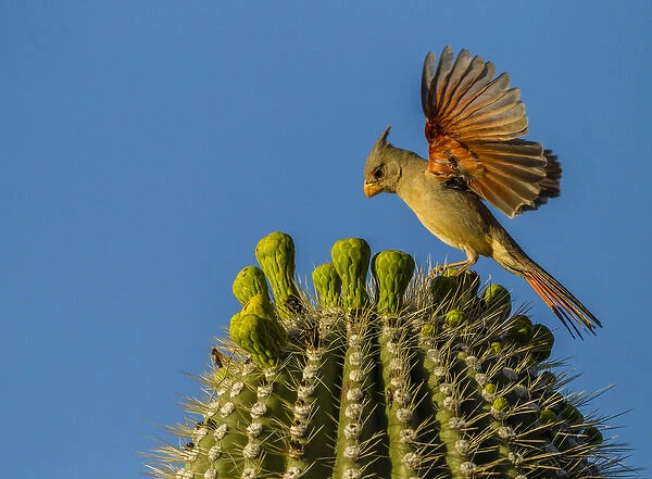 USA, Arizona, Sonoran Desert. Pyrrhuloxia bird lands on saguaro buds