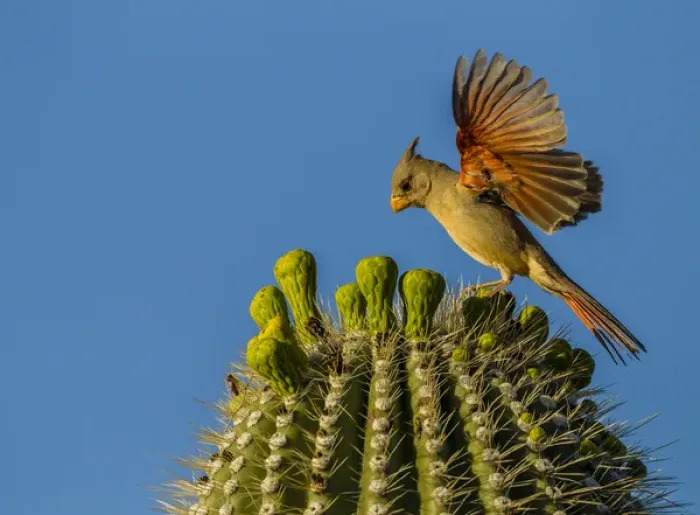 Framed Print : USA, Arizona, Sonoran Desert. Pyrrhuloxia bird lands on saguaro buds Framed Print : USA, Arizona, Sonoran Desert. Pyrrhuloxia bird lands on saguaro buds