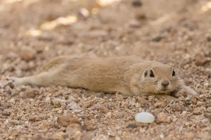 Framed Print : USA, Arizona, Sonoran Desert. Round-tailed ground squirrel cooling off. Credit as Framed Print : USA, Arizona, Sonoran Desert. Round-tailed ground squirrel cooling off. Credit as