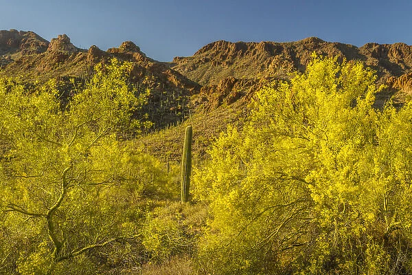 USA, Arizona, Sonoran Desert. Saguaro cactus and blooming palo verde trees. Credit as