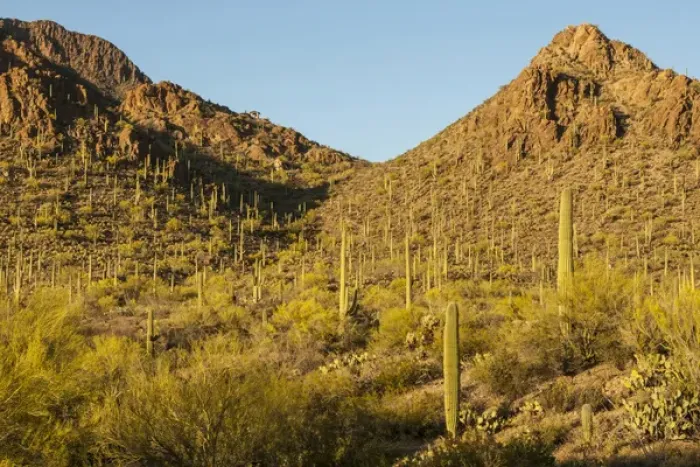 Framed Print : USA, Arizona, Sonoran Desert. Saguaro cactus and blooming palo verde trees. Credit as