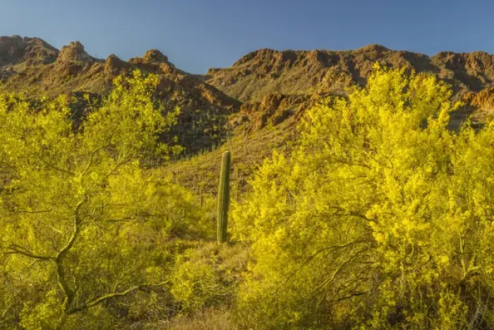 Framed Print : USA, Arizona, Sonoran Desert. Saguaro cactus and blooming palo verde trees. Credit as